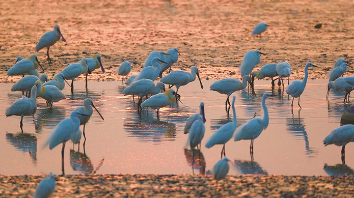 鹽城黃海濕地已成鵜形目“食堂”