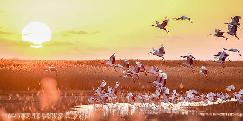 丹頂鶴保護(hù)區(qū)